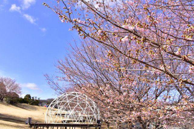 伊豆ぐらんぱる公園の「城ケ崎桜」がもうすぐ見頃　早咲きのご当地桜「城ケ崎桜」約70本が、現在二分〜三分咲き