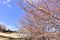 伊豆ぐらんぱる公園の「城ケ崎桜」がもうすぐ見頃　早咲きのご当地桜「城ケ崎桜」約70本が、現在二分〜三分咲き