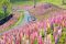 春の丘を彩るルピナス　本州最大級の3万本はまさに壮観