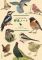 「野鳥ノート」で読むバードウォッチング　 美しいイラスト満載、鳴き声が聞ける鳥も