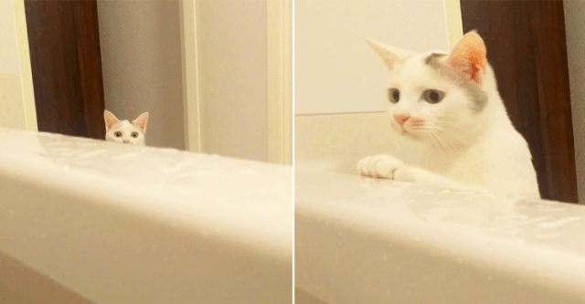 “入浴中に可愛い訪問者”  飼い主さんが気になって恐る恐る近づく猫♪ 心配顔にきゅんッ♡