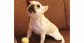 【ボールの音をモノマネする犬！？】フレブルちゃんの一発芸はボールの音で発動しちゃって…(´>∀<｀)
