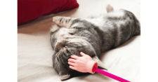 【謎の手が接近中！？】 熟睡中の猫に忍び寄る小さな手。 そのとき猫は…∑(ﾟ□ﾟ*)