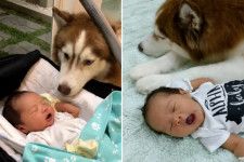 【もうダメだ…】寝ている赤ちゃんを見守るハスキー犬に、ある“誘惑”が襲いかかる！