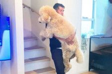 【パパ抱っこ♪】まるで大きなぬいぐるみ！？ 階段は “抱っこ派” の犬が可愛すぎた♡