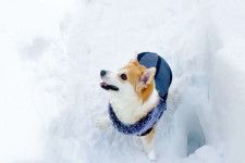 【冬のお散歩の醍醐味♡】 ボールを見つめる犬！ふわっふわの雪のお山へダイブキャッチ ♪