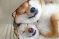 【どんな夢みているの？】口角が上がったまま眠る柴犬姉妹。笑っているようにしか見えなくて♪