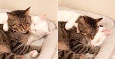 【おやすみ前のちゅッ♡】仲良しすぎる兄弟猫。毛づくろいしながら夢の中へ♪