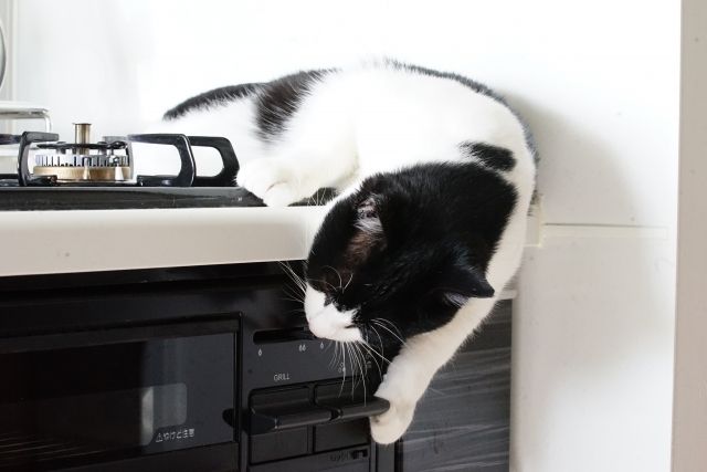 ペットが大変！猫がガスのスイッチを押して火災に？