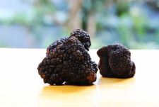 国内初！岐阜県森林研究所が世界三大珍味「黒トリュフ」の人工栽培に成功