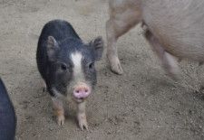 デジタル技術を活用・養豚業を継承したIT企業の目的とは？