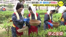 八十八夜を前に縮景園で茶摘み　地元の中高生らが早乙女姿で　広島