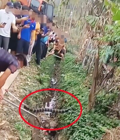海南で体長2ｍ超のキングコブラ2匹を退治、最近になり人がかまれて死亡―中国メディア