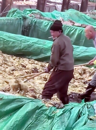 漬物に痰を吐く作業員、映像に衝撃「もう無理」―中国