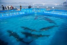 カラチョウザメの保護宣伝・種苗放流イベントが28日、湖北省宜昌市を流れる長江で開催された。