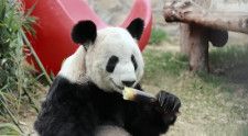 米国の動物園で20年間飼育され、昨年4月末にやせ細った姿で中国に帰郷した雌のジャイアントパンダ「ヤーヤー（中国名：丫丫）」が、帰郷して1年となるのを前に「目に見えて太った」と報じられた。