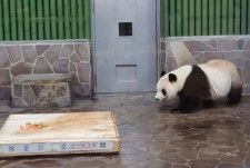 神戸市立王子動物園の雌のジャイアントパンダ「タンタン」が3月31日夜に死んだ。人間では80代に相当する28歳で、国内最高齢のパンダだった。写真は21年1月のタンタン。