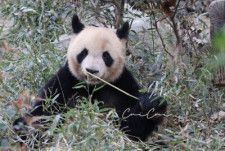 フランスのラジオ局、フランスブルーは1日、同国中部のボーバル動物園で初めて生まれたジャイアントパンダ「ユアンメン」は中国に帰ったが、パンダ熱は冷めていないとする記事を配信した。写真はユアンメン。