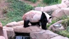 10日、中国のSNS微博で、韓国で生活しているジャイアントパンダの園欣（ユアンシン）について「毛が抜け落ちているが、大丈夫なのか」と注目を集めた。