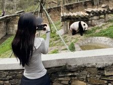 韓国旅行会社がパンダのプーバオ訪問ツアー企画、中国が韓国人の人気旅行先トップ3に―中国メディア