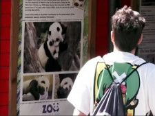 スペインのマドリード動物園では、今月末に中国からジャイアントパンダの「金喜（ジンシ―）」と「慶茱萸（チンジューユー）」が到着して新たな生活を始めます。