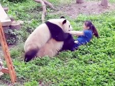 中国・重慶市の重慶動物園で飼育されているジャイアントパンダ2頭が飼育員に襲い掛かる出来事があった。