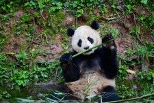 中国国家林草局は27日、中国野生動物保護協会と米サンディエゴ動物園がこのほど、ジャイアントパンダ保護協力協定に調印し、サンディエゴ動物園に1組のパンダを貸与と発表しました。写真はオスの「雲川」。