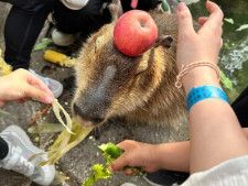 3日、新浪新聞はメーデー連休でにぎわう中国の動物園で来場客が与える餌を動物が食べすぎて吐き戻す状況が発生していると報じた。
