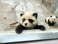 中国では、江蘇省にある泰州動物園がこのほど公開した「パンダ犬」の２匹が評判になった。多くの人が撮影してSNSに投稿している。
