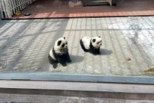 物議醸す動物園の「パンダ犬」、連れてこられた時はすでにパンダ色―中国