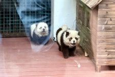 中国では、この間のメーデー連休中、東部にある江蘇省泰州動物園では2匹の「パンダ犬」が公開され、ネット上で人気を集めています。