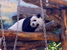 香港英字メディアのサウスチャイナ・モーニング・ポストにこのほど、パンダ飼育員は誰もが憧れる職業の一つだが、求められる役割は餌をあげたり遊んだりするだけではないとする記事が掲載された。