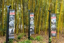 中国メディアの参考消息は20日、米アトランタ動物園で飼育されているジャイアントパンダが年末までに帰国すると報じた。写真はアトランタ動物園。