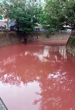 広東省恵州市で20日、川の水が赤く染まり、魚が死んだ。