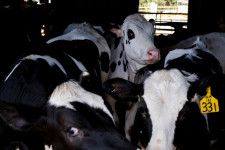 　４月２４日、米政府は、州と州の境界を越えて移動する乳牛に対する高病原性鳥インフルエンザ（Ｈ５Ｎ１）の検査を２９日から義務付けると発表した。写真は米イリノイ州ロックフォードにある牧場の乳牛。９日撮影（２０２４　ロイター／Jim Vondruska）