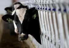 ４月２９日、米政府は、高病原性鳥インフルエンザ（Ｈ５Ｎ１）の乳牛への感染が確認された州の小売店で牛ひき肉の検査用サンプルを収集していると発表した。写真はオハイオ州アシュランドで２０１４年１２月撮影（２０２４年　ロイター／Aaron Josefczyk）