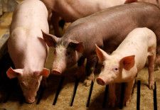　中国はフランスからの豚由来タンパク質飼料と豚内臓肉の輸入を許可する。５月７日、中国税関当局とフランス農業省が発表した。２０１５年８月、仏ストラスブール近郊の養豚場で撮影（２０２４年　ロイター/Vincent Kessler）