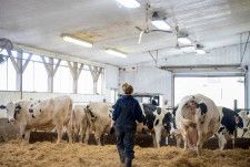 　５月２７日　米欧はＨ５Ｎ１型鳥インフルエンザのヒトへの感染を予防するワクチンの製造や取得に乗り出しており、接触リスクの高い畜産・酪農家や獣医師などを接種対象にする可能性があることが、政府関係者の話で明らかになった。写真は２０２０年３月、カナダ・オンタリオ州で撮影（２０２４年　ロイター／Alex Filipe）