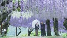 「幻想的で圧倒された」日本一の種類を誇るといわれる和気町の「藤まつり」紫、白、ピンクに咲き乱れる【岡山】