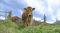 GW前に蒜山ジャージー牛の放牧始まる　生まれて初めて牛舎を出た9頭は慣れない大草原に少し興奮【岡山】