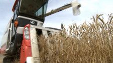 香り高い風味が“うどん”にいきる小麦「さぬきの夢2009」の収穫最盛期　県内で約9000トンを生産【香川】