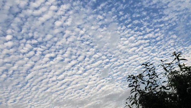 秋は「雲の展覧会」。散歩中に空を見上げてみよう。いわし雲とひつじ雲の違いとは？！