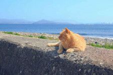 福岡県相島で過ごす、猫と癒やしの時間