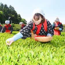 早乙女姿で「一番茶」初摘み、出来は上々　島根で有数の緑茶産地・出雲の平田地域