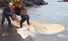 珍しく鳥取にクジラ漂着、陸揚げし解体　体長１３・５ｍ、ナガスクジラか？　調査後、骨格標本に　鳥取県湯梨浜町