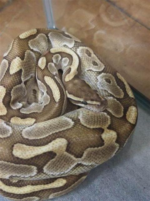 体長8メートルのニシキヘビに飲み込まれ男性死亡　腹の膨らみに気付き住民が切開も手遅れ