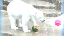 「元気でいて」「子どもが生まれたらいいな」ホッキョクグマ「モモ」繁殖のため秋田の水族館に=浜松市動物園