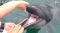 4月18日は「良(よ)い歯の日」約80本、イルカの歯の感触は…「つるつるしてる」「硬い感じ」＝静岡・下田海中水族館