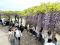 鮮やかな紫色のカーテン 藤の花250本が咲き誇る藤まつり開催 限定スイーツ「藤アイス」も  =静岡・藤枝市