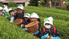 「とったときの感触が好き」小学生が茶摘み体験　“一芯二葉”教わり丁寧に＝静岡・富士宮市